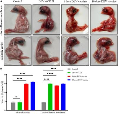 Pathogenicity and transmissibility studies on live attenuated duck enteritis virus vaccine in non-target species